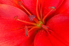 Lilly photos stock Lilly photos stock