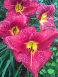 lilly photographie stock libre de droits lilly photographie stock libre de droits