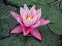 lilly water στοκ εικόνες lilly water στοκ εικόνες