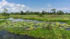 Lillys in Amazon rainforest