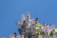Lillà e cielo blu lilla della molla immagini stock libere da diritti Lillà e cielo blu lilla della molla immagini stock libere da diritti