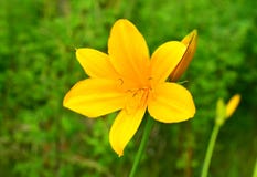 Lily Daylilies amarilla foto de archivo Lily Daylilies amarilla foto de archivo