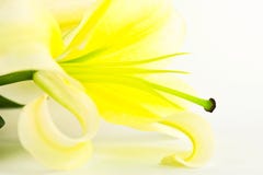 Lily Flower Isolate On White Stock Image