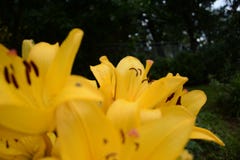 Lily of orange-yellow in flower garden in the summer stock images Lily of orange-yellow in flower garden in the summer stock images