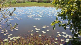 Lily Pad Pond, Zuid-Ohio, NS Canada royalty-vrije stock foto's Lily Pad Pond, Zuid-Ohio, NS Canada royalty-vrije stock foto's