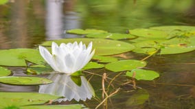 Lily pads and white lily flower on a late summer / early fall day on a small lake in Governor Knowles State Forest in Northern Wis stock images Lily pads and white lily flower on a late summer / early fall day on a small lake in Governor Knowles State Forest in Northern Wis stock images