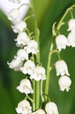 Lily of the Valley - Convallaria Majalis Royalty Free Stock Image Lily of the Valley - Convallaria Majalis Royalty Free Stock Image