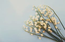 Lily Of The Valley Stock Image Image Of Bouquet Botany 108182831