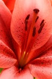 lily w środku lily w środku