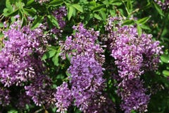Lilás roxo no jardim fotografia de stock royalty free Lilás roxo no jardim fotografia de stock royalty free