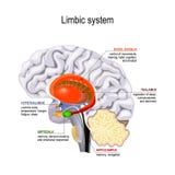 Limbic system. Cross section of the human brain