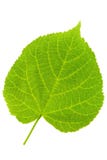 Lime Tree Leaf Royalty Free Stock Photos