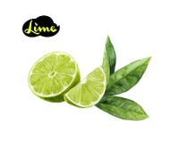 Lime watercolor hand draw illustration isolated on white royalty free illustration Lime watercolor hand draw illustration isolated on white royalty free illustration