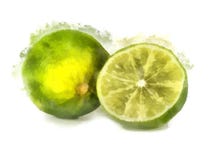 Lime Watercolor Painting Royalty Free Stock Images