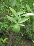 LIMONE, LIMONE DELL'AGRUME & OSBECK immagini stock LIMONE, LIMONE DELL'AGRUME & OSBECK immagini stock