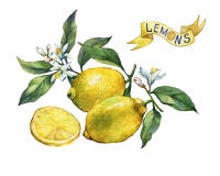 Limone fresco degli agrumi su un ramo con i frutti, le foglie verdi, i germogli ed i fiori Etichetta nello stile di schizzo illustrazione vettoriale Limone fresco degli agrumi su un ramo con i frutti, le foglie verdi, i germogli ed i fiori Etichetta nello stile di schizzo illustrazione vettoriale