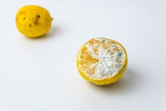 Limoni organici brutti d'avanguardia su fondo bianco immagini stock Limoni organici brutti d'avanguardia su fondo bianco immagini stock