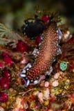 linda\'s flatworm on a reef