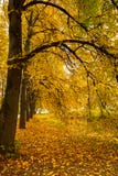 Linden Trees With Yellow Leaves In Autumn Park Close Up Stock Photography