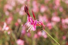 Lindheimeri de Gaura ou flor de borboletas girando imagem de stock Lindheimeri de Gaura ou flor de borboletas girando imagem de stock