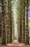 Line of trees in a forrest stock photos Line of trees in a forrest stock photos