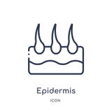 Lineair epidermispictogram van Medische overzichtsinzameling Het dunne die pictogram van de lijnepidermis op witte achtergrond wo royalty-vrije illustratie Lineair epidermispictogram van Medische overzichtsinzameling Het dunne die pictogram van de lijnepidermis op witte achtergrond wo royalty-vrije illustratie