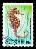 Lined Seahorse Hippocampus erectus, Fish serie, circa 1980 royalty free stock images Lined Seahorse Hippocampus erectus, Fish serie, circa 1980 royalty free stock images
