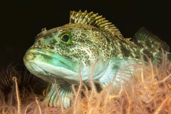 Lingcod in Channel Islands Park royalty free stock photography Lingcod in Channel Islands Park royalty free stock photography