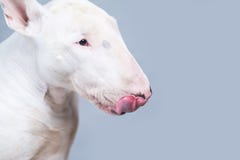 Lingua affamata di rappresentazione del cane di bull terrier immagini stock libere da diritti Lingua affamata di rappresentazione del cane di bull terrier immagini stock libere da diritti