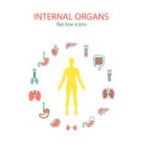Linha lisa ícones ajustados dos órgãos internos O ícone médico dos órgãos humanos ajustou-se com corpo no meio ilustração do vetor Linha lisa ícones ajustados dos órgãos internos O ícone médico dos órgãos humanos ajustou-se com corpo no meio ilustração do vetor