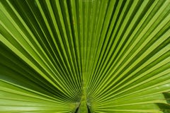 Linien auf Grünpflanze lizenzfreie stockfotos Linien auf Grünpflanze lizenzfreie stockfotos