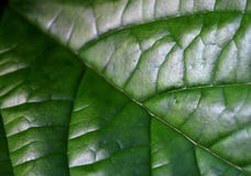 Linje och detalj av pandan gräsplan för blad Royaltyfri Bild Linje och detalj av pandan gräsplan för blad Royaltyfri Bild