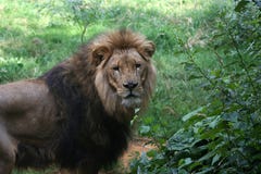 Lion - 2 Stock Photo