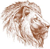 lion vektor illustrationer lion vektor illustrationer