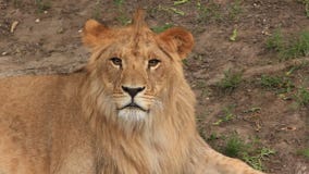 Lion Lion