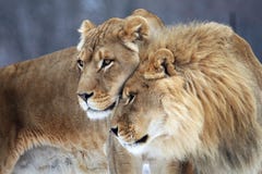 lion royaltyfri fotografi lion royaltyfri fotografi