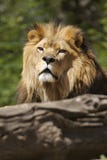 Lion Stock Images