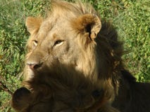 Lion photos stock Lion photos stock