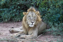 Lion africain photographie stock Lion africain photographie stock