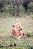 Lion At Rest Royalty Free Stock Photos