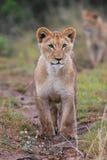 Lion Cub Royalty Free Stock Photos