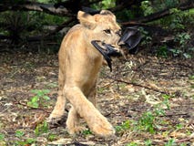 Lion cub eating a bat. A lion cub eating a bat in a reservation royalty free stock images