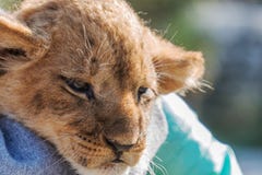Lion cub resting on mom royalty free stock photos Lion cub resting on mom royalty free stock photos