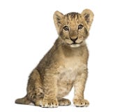 Lion cub sitting old, looking at the camera, 10 weeks, isolated