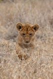 Lion cub stalking in grasslands on the Masai Mara, Kenya Africa royalty free stock image Lion cub stalking in grasslands on the Masai Mara, Kenya Africa royalty free stock image