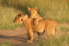 Lion Cubs Stock Image