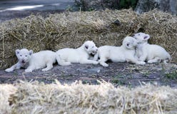 Lion Cubs blanc image libre de droits Lion Cubs blanc image libre de droits
