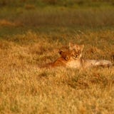 Lion Cubs Playing Imágenes de archivo libres de regalías Lion Cubs Playing Imágenes de archivo libres de regalías