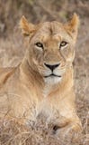 Lion dans les prairies sur Masai Mara, Kenya Afrique photos stock Lion dans les prairies sur Masai Mara, Kenya Afrique photos stock