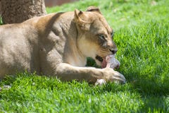 Lion eating. Female lion eating from a bone at the zoo royalty free stock images